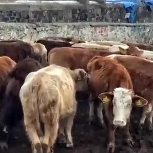Besilik, Damızlık, Kurbanlık Danalar