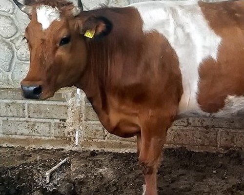 Kurbanlık Düveler