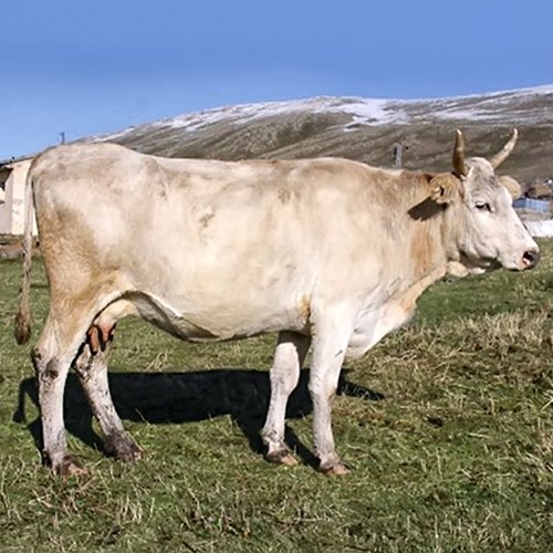 Zavot Irkı Danalar